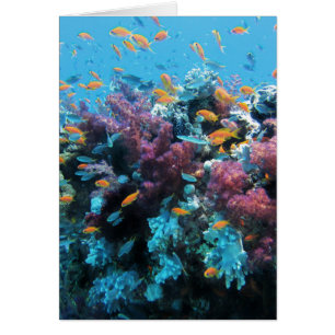 Cartão Coral cor-de-rosa