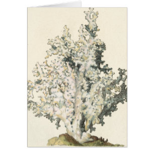 Cartão Coral de Aquarela Antiquada