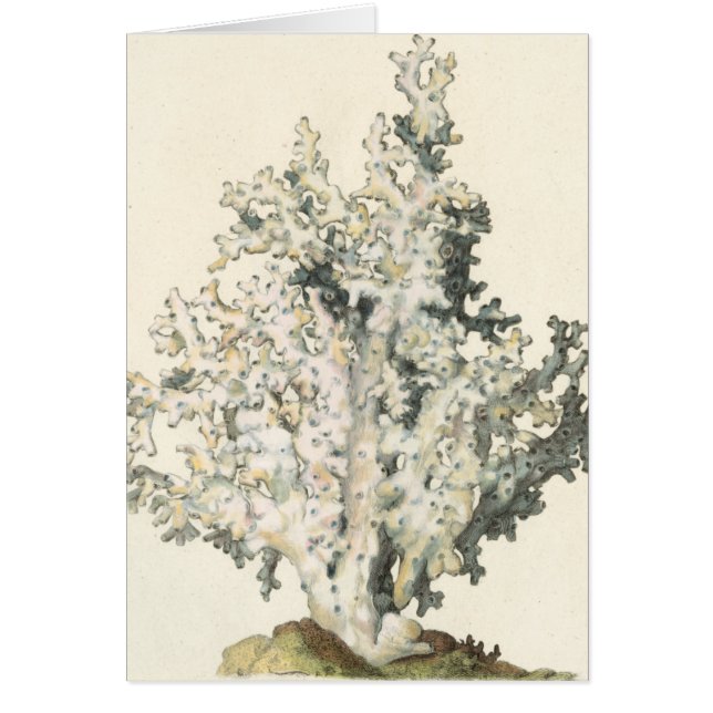 Cartão Coral de Aquarela Antiquada (Frente)