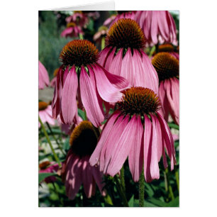 Cartão Corante roxo, echinacea purpurea