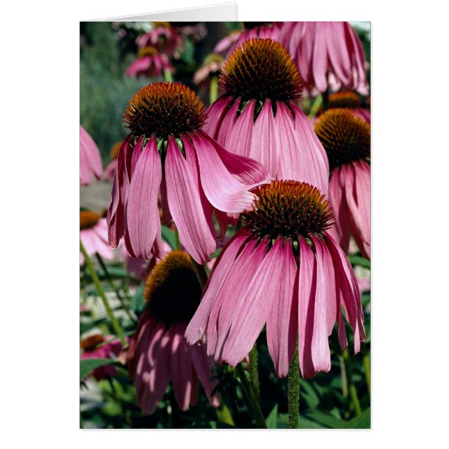 Cartão Corante roxo, echinacea purpurea (Frente)
