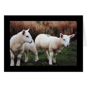 Cartão Cordeiro do primavera