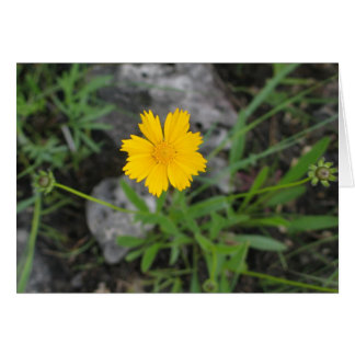 Cartão Coreopsis
