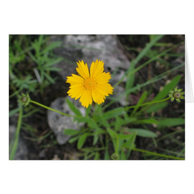 Cartão Coreopsis (Frente horizontal)