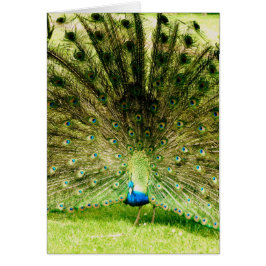Cartão Cores de Exibição de Peacock