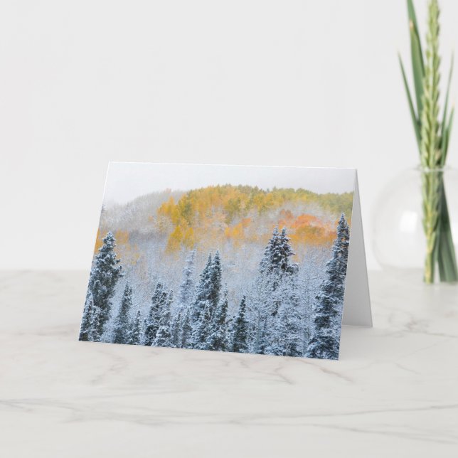 Cartão Cores de queda de aspenas e mancal de neve fresca (Frente)