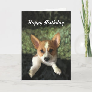 Cartão Corgi Puppy Happy Birthday