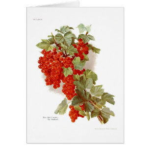 Cartão Corinto vermelho 'o Southwell