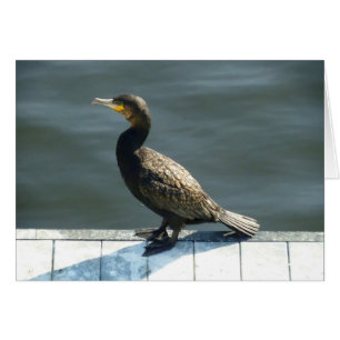Cartão Cormorant