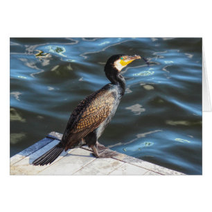 Cartão Cormorante na Baía de Cardiff, Cardiff, País de
