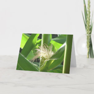 Cartão "Corn feathers"
