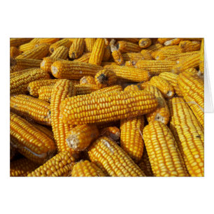 Cartão Corn Harvest