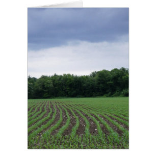 Cartão "Cornfields sob as Nuvens"