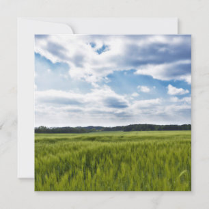 Cartão Cornfields Verdes e Céu Azul