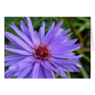 Cartão Cornflower