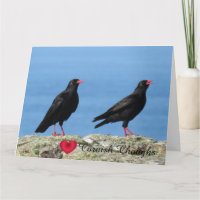 Cornish Choughs (Palores) Pyrhocorax pyrhocorax