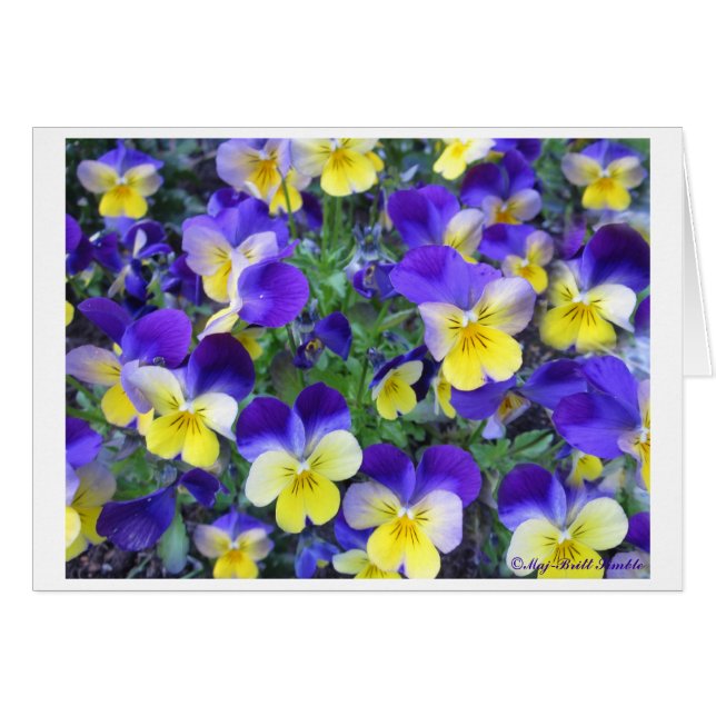 Cartão Cornuta da viola (Frente Horizontal)