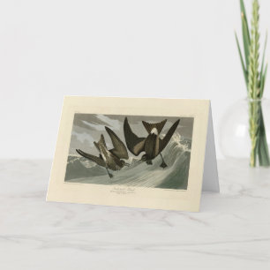 Cartão Coroa-garfo Petrel das Aves da América de Audubon