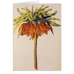 Cartão Coroe o Fritillary, 'de La Guirlande de Julie'
