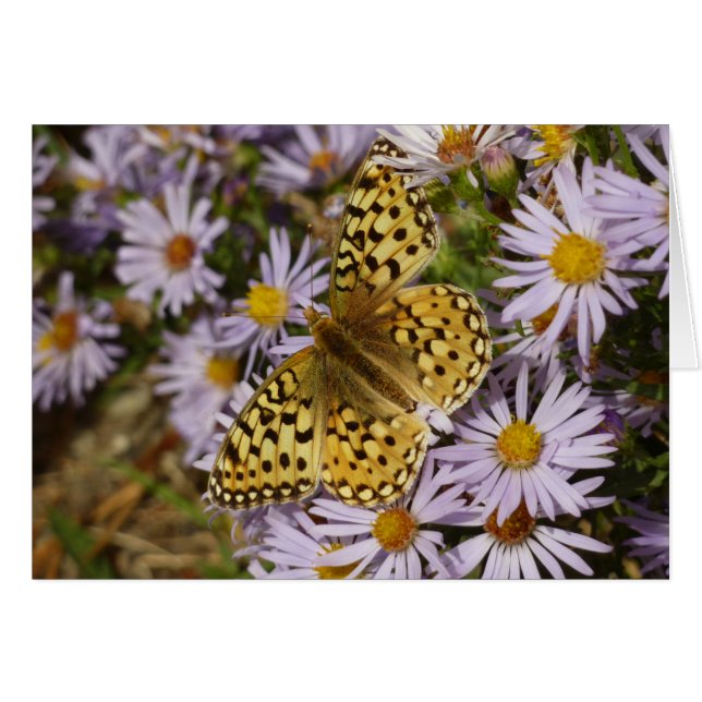 Cartão Coronis Fritillary em Flores de Aster no Grand Tet (Frente Horizontal)