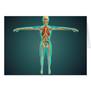 Cartão Corpo humano que mostra o sistema esqueletal,