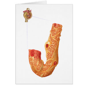 Cartão Corpúsculo Renal E Membrana De Filtração