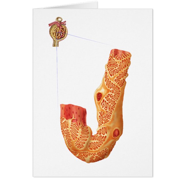 Cartão Corpúsculo Renal E Membrana De Filtração (Frente)