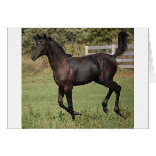 Cartão Corrente-Cavalo-2