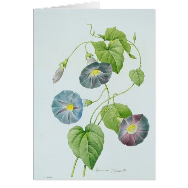 Cartão Corriola (Frente)