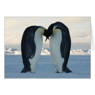Cartão Corte do pinguim de imperador