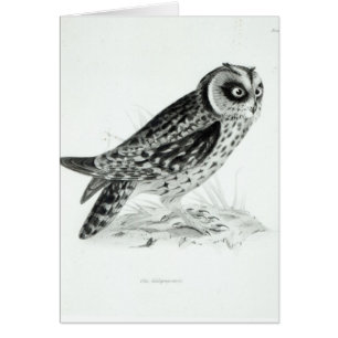 Cartão Coruja