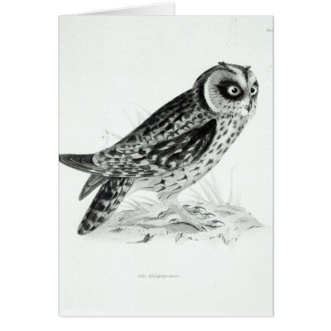 Cartão Coruja (Frente)