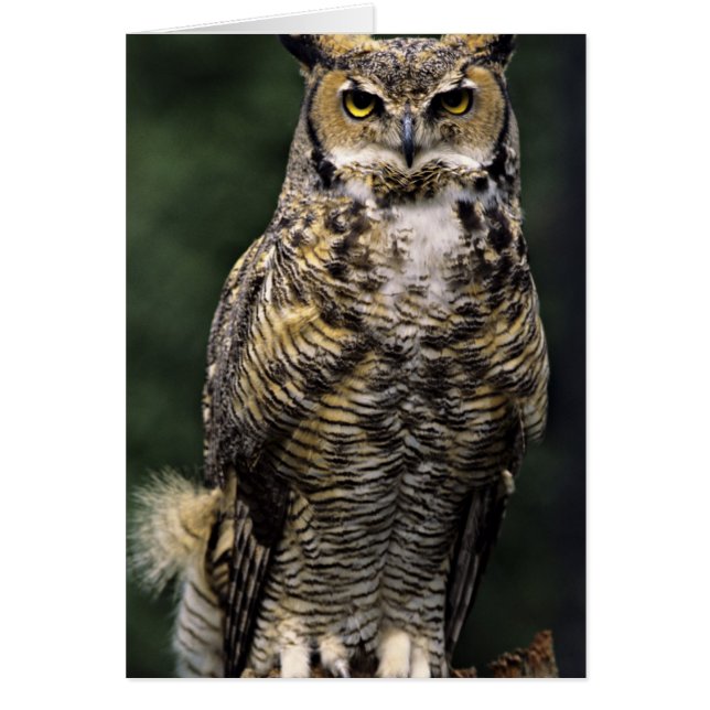 Cartão Coruja-americana (Bubo virginianus), corpo inteiro (Frente)