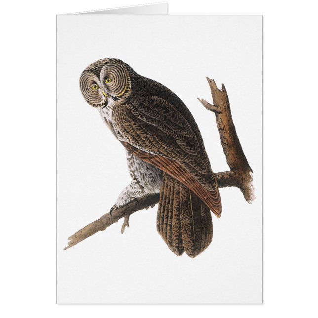 Cartão Coruja de Cinzas excelentes (Frente)