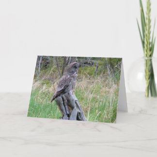Cartão Coruja de Cinzas excelentes na Natureza