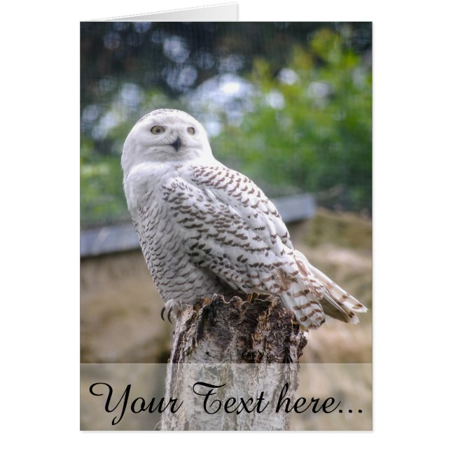 Cartão Coruja de neve (Frente)