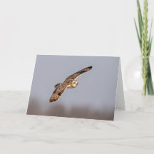 Coruja-de-orelha-curta no Shawangunk Grasslands