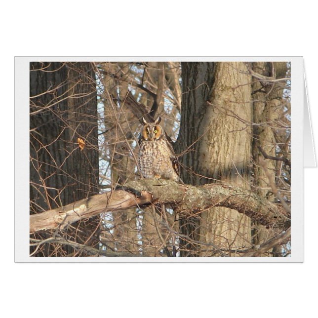 Cartão Coruja excelente (Frente horizontal)