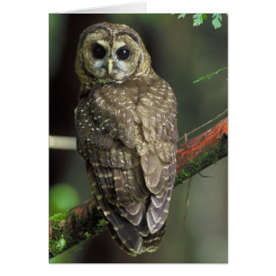 Cartão Coruja norte - Strix occidentalis caurina