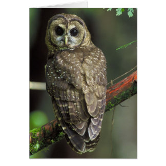 Cartão Coruja norte - Strix occidentalis caurina