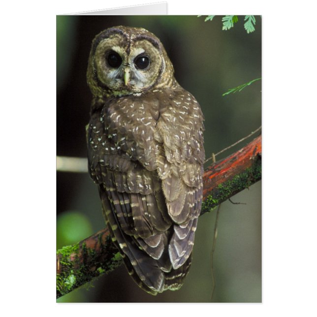 Cartão Coruja norte - Strix occidentalis caurina (Frente)