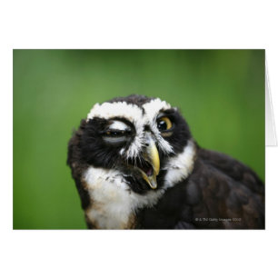 Cartão Coruja Spectacled (perspicillata de Pulsatrix)