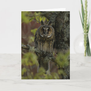 Cartão Corujas de orelha compridas na Escócia