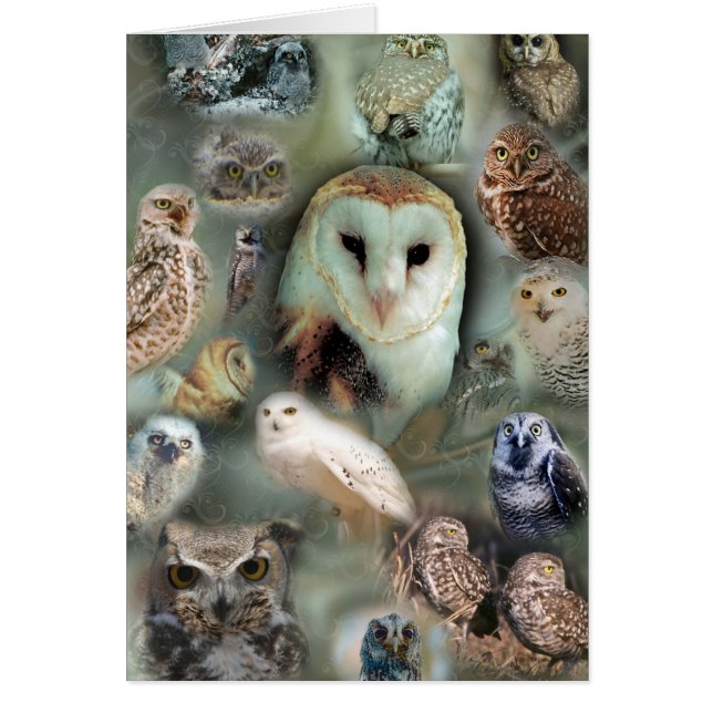 Cartão Corujas felizes (Frente)