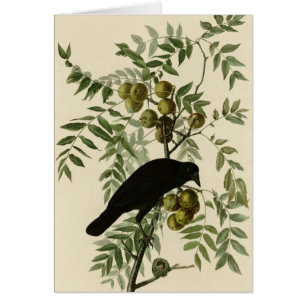 Cartão Corvo americano