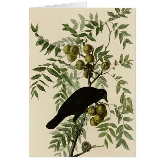 Cartão Corvo americano (Frente)