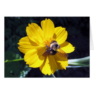 Cartão Cosmos Ataca Bumblebee