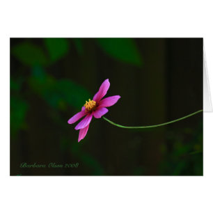 Cartão Cosmos-flor rosa elegante