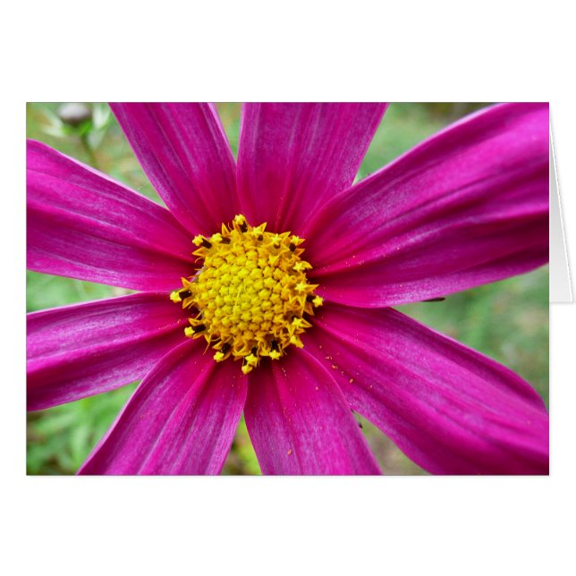 Cartão Cosmos Wildflower (Frente Horizontal)