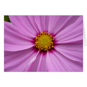 Cartão Cosmos Wildflower Floral, Rosa